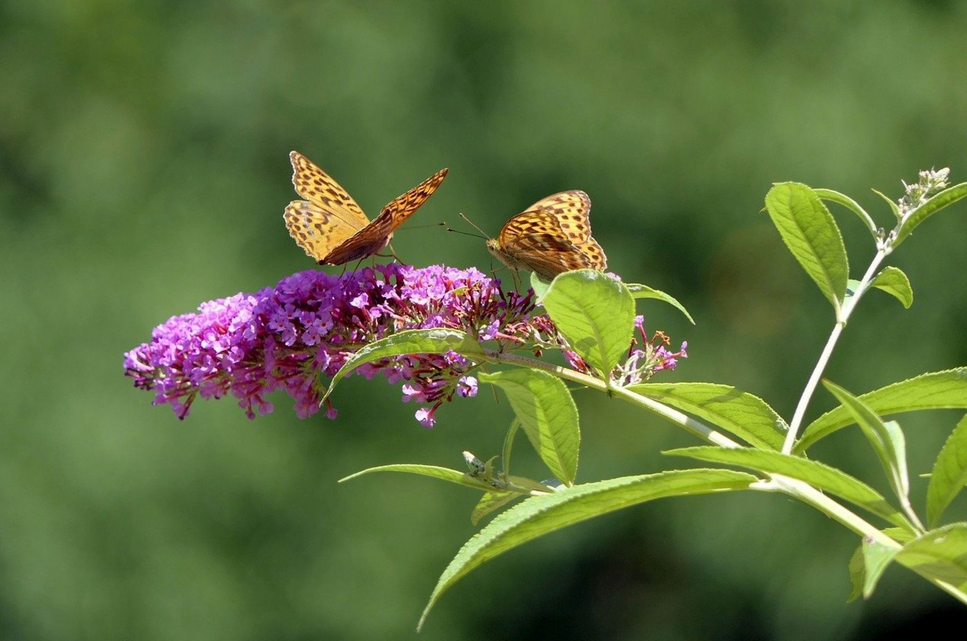 Der Sommerflieder ist ein invasiver Neophyt, der zwar schön aussieht, für die einheimische Biodiversität aber problematisch ist. (Bild Pixabay)