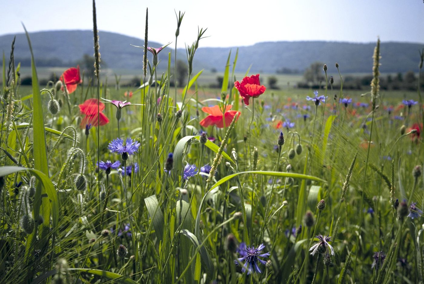 Um die Biodiversität stehe es schlecht. Auch beim Umbau der Landwirtschaft zu mehr Ökologie geht es aus Sicht der Umweltorganisationen zu langsam. (Bild Wikipedia)