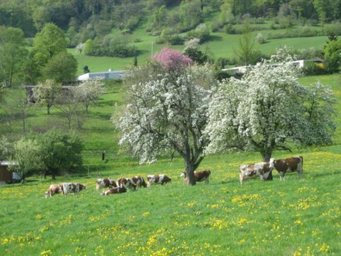 Der Grosse Rat des Kantons Aargau will, dass der Kanton bezüglich Landschaftsqualität in die Pflicht genommen wird. (Bild: zVg)