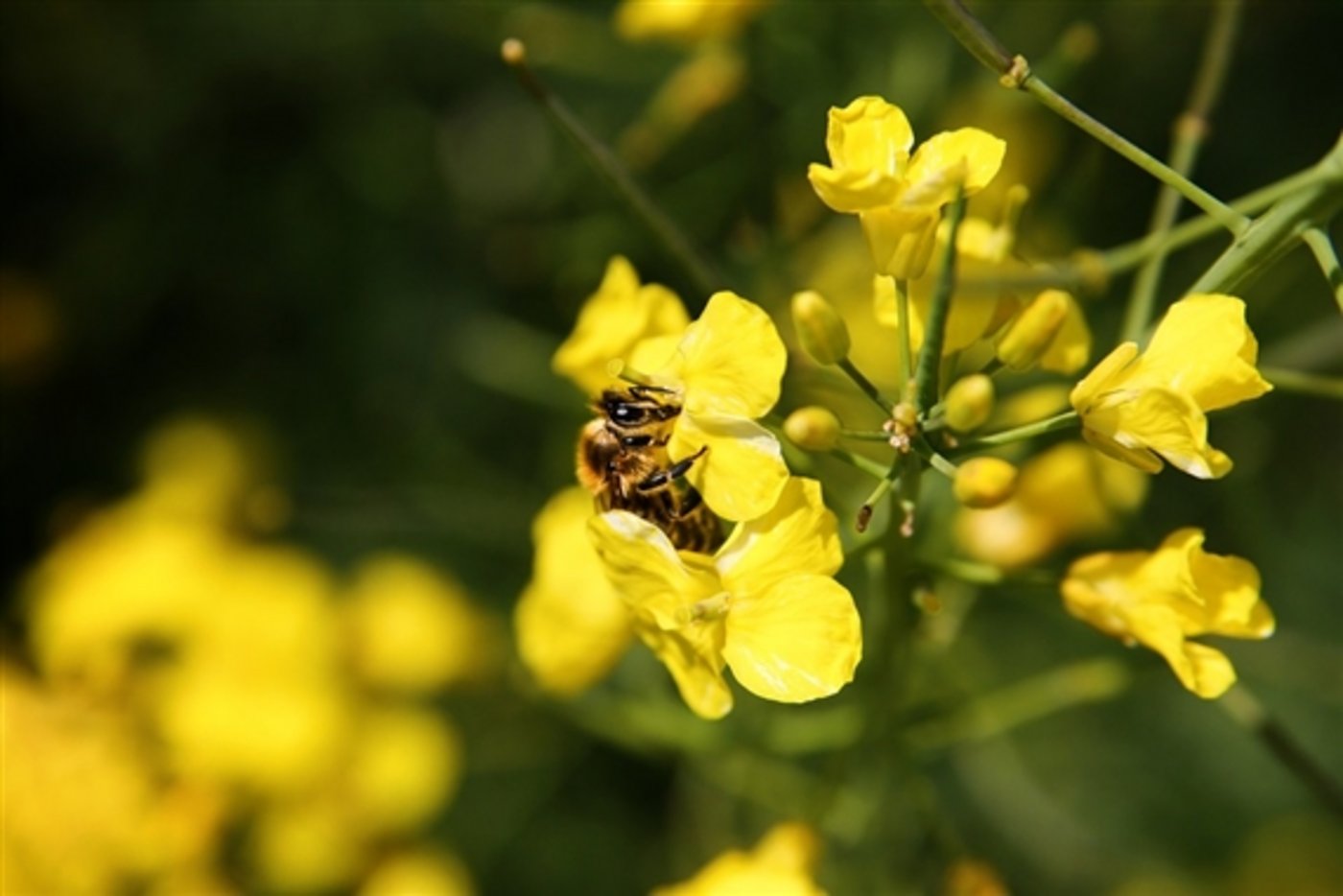 Sind Neonicotinoide bienenschädlich? Bayer gibt noch nicht klein bei. (Bild Pixababy) 