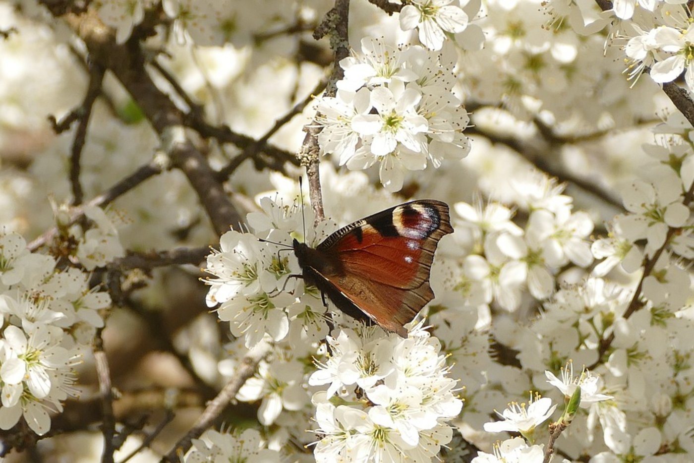 Bisher wurde angenommen, dass die Entwicklung von Schmetterlingen und Blütenpflanzen eng miteinander verbunden sei. (Bild Pixabay)