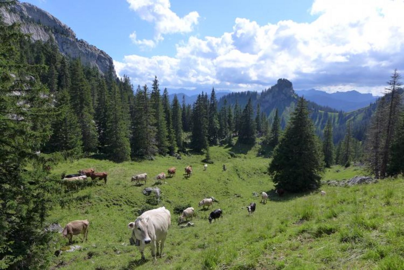 Eindrücke von der Alp Laub. (Bilder zVg)