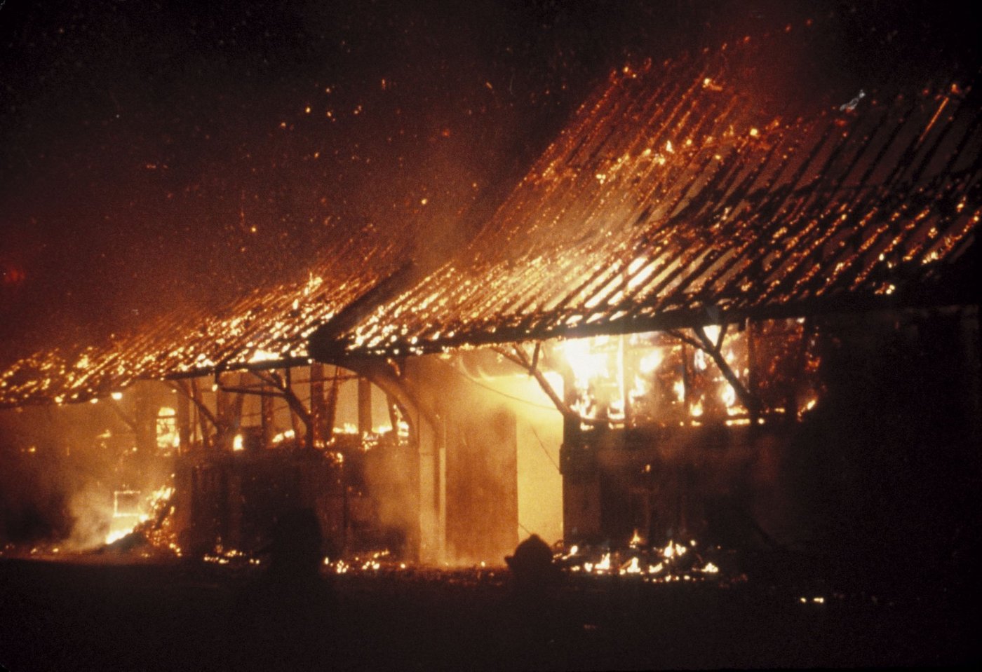 4 Mastschweine konnte die Feuerwehr vor den Flammen retten, rund 70 mussten jedoch ihr Leben lassen. (Symbolbild BauZ)