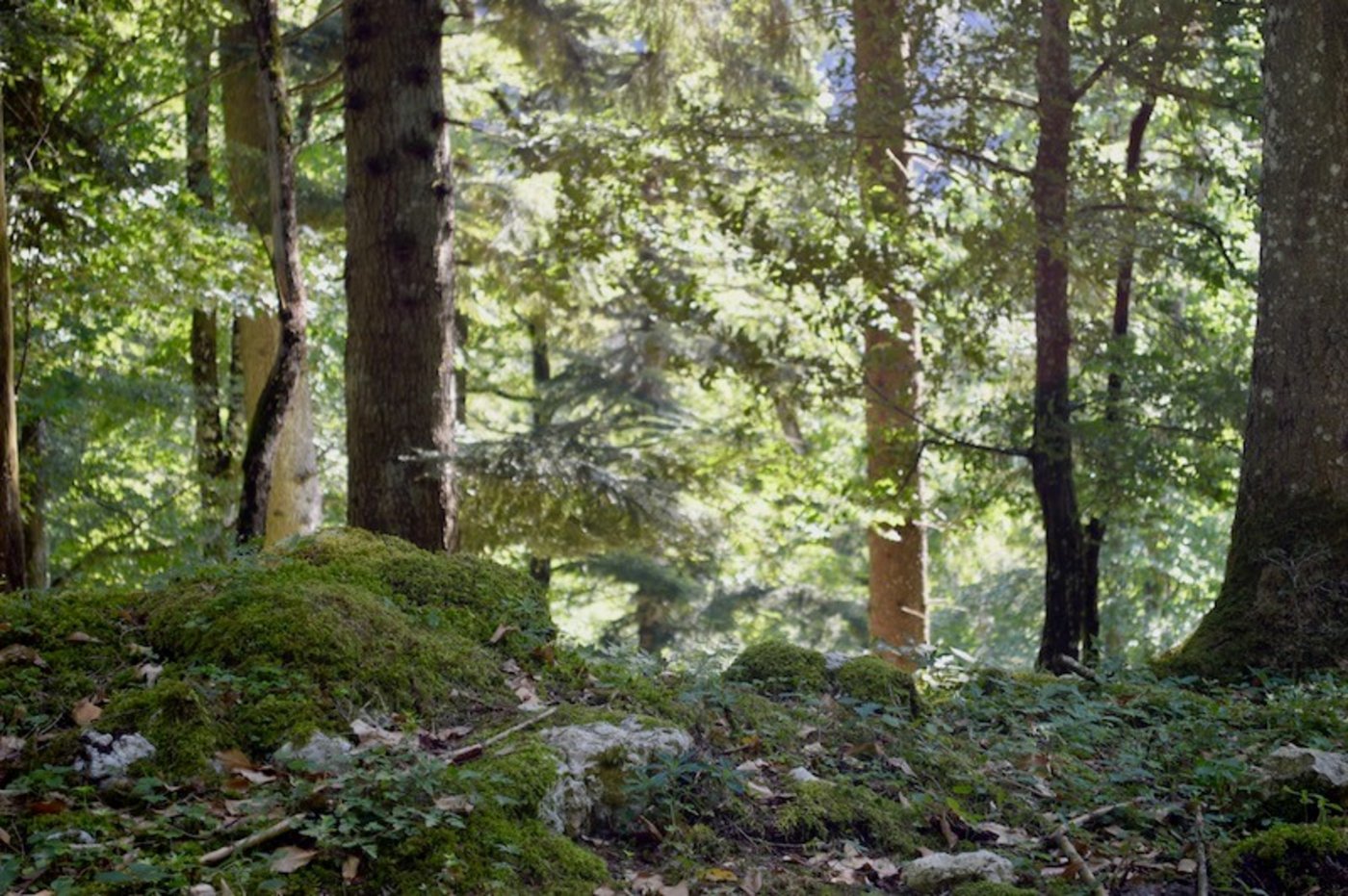 Der Wald hat im  Sommer 2018 gelitten. (Bild asa)