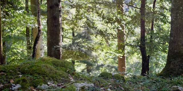 Der Wald hat im  Sommer 2018 gelitten. (Bild asa)
