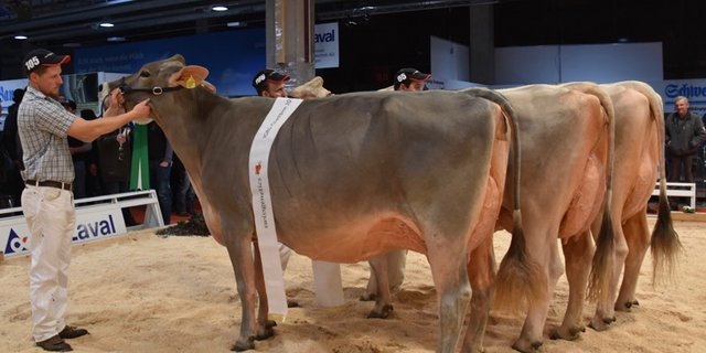 IGBS Champion Salomon Sarina von Guido Bucheli-Caduff. (Bilder Jasmine Baumann)