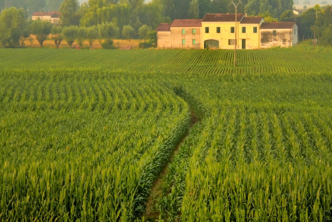 Italien will den Kampf gegen die Ausbeutung von Schwarzarbeitenden auf den Feldern ausweiten. (Symbolbild Pixabay)