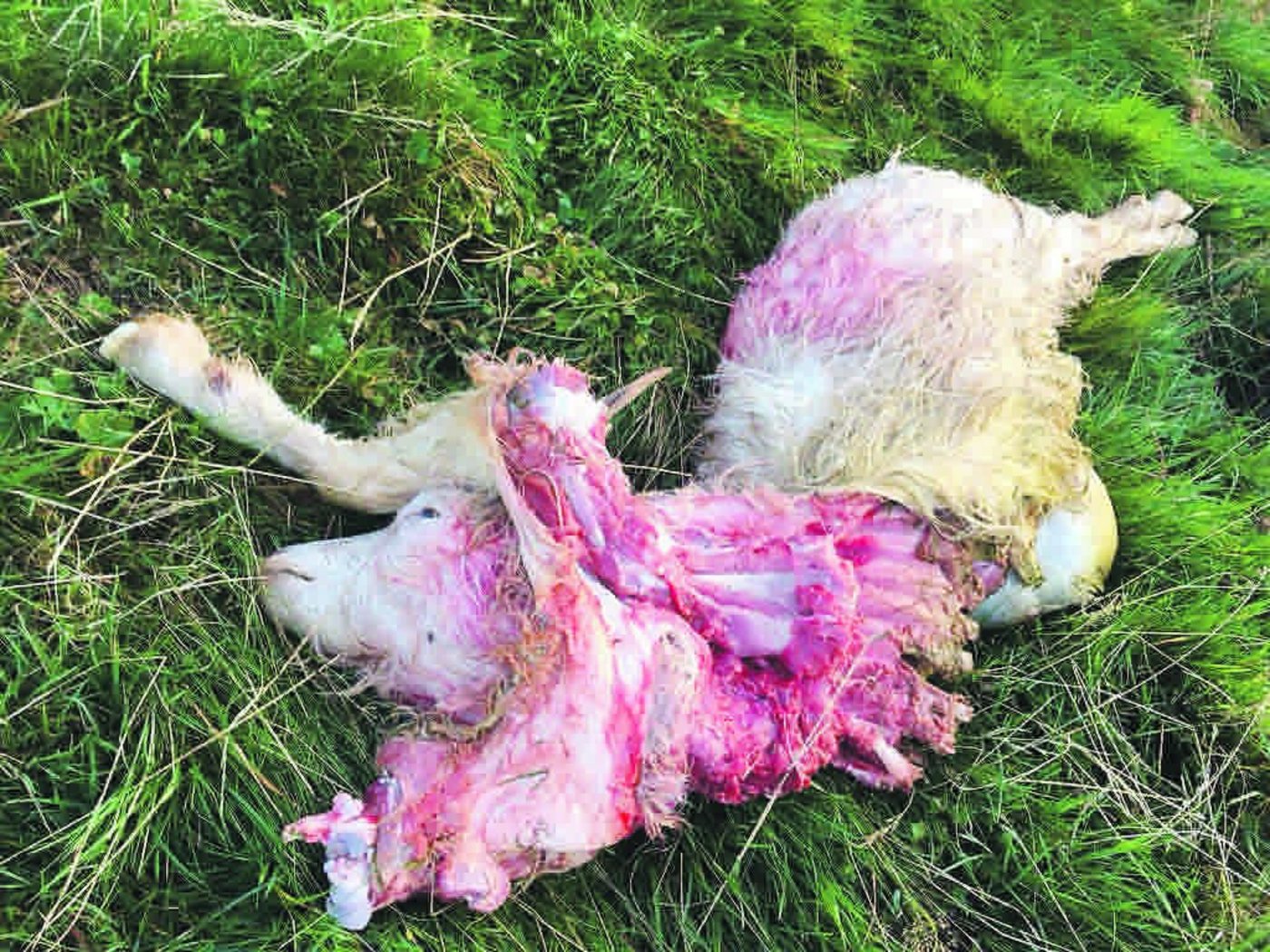 Der gerissene Ziegenbock ist kein schöner Anblick. (Bild zVg)
