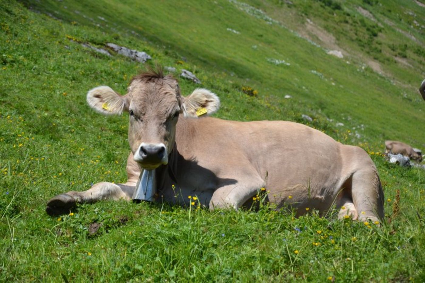 Die Tiergesundheit liegt dem Verein für komplementäre Tiermedizin am Herzen. (Symbolbild Andrea Gysin)