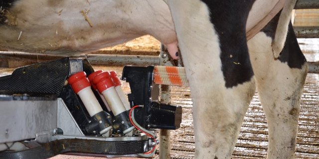 Die Milchwirtschaft wünscht sich mehr Unterstützung in der AP 22+. (Bild Aline Küenzi)