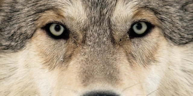 Es ist ein Problemwolf, der hinter allen Vorfällen in der Ostschweiz steckt: M75. (Bild Keystone)