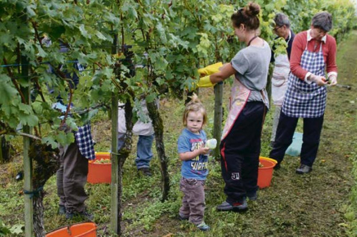 In vielen Reblagen des Zürcher Weinlands ist die Weinlese bei der Sorte Riesling x Silvaner voll im Gang. (Bild Roland Müller)