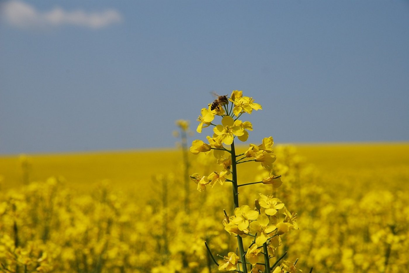 Ob und wie sehr Neonikotinoide den Bienen schaden, ist Thema zahlreicher Studien. (Bild Pixabay)