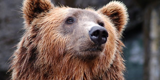 Nach einer offiziellen Zählung von vor etwa drei Jahren gibt es in der Slowakei mehr als 1200 frei lebende Bären. (Bild Pixabay)