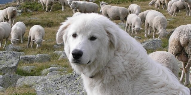 Ein Herdenschutzhund bewacht eine Schafherde. (Symbolbild pd)