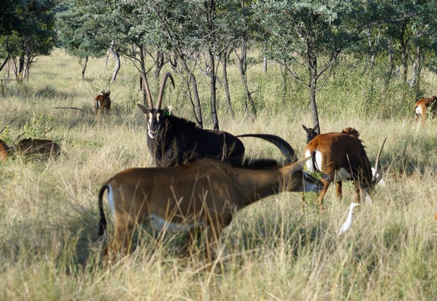 Game Ranching ist der am schnellsten wachsende Zweig der Landwirtschaft in Südafrika mit mehr als 20 Millionen Tieren im Land. (Bilder Markus Rediger, lid)