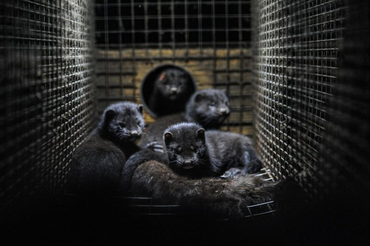 In Dänemark ist im November letztes Jahr auf mehreren Nerzfarmen eine mutierte Form des aktuell grassierenden Coronavirus aufgetaucht - die dänischen Behörden haben daraufhin die Tötung aller Nerze angeordnet. (Bild Unsplash)