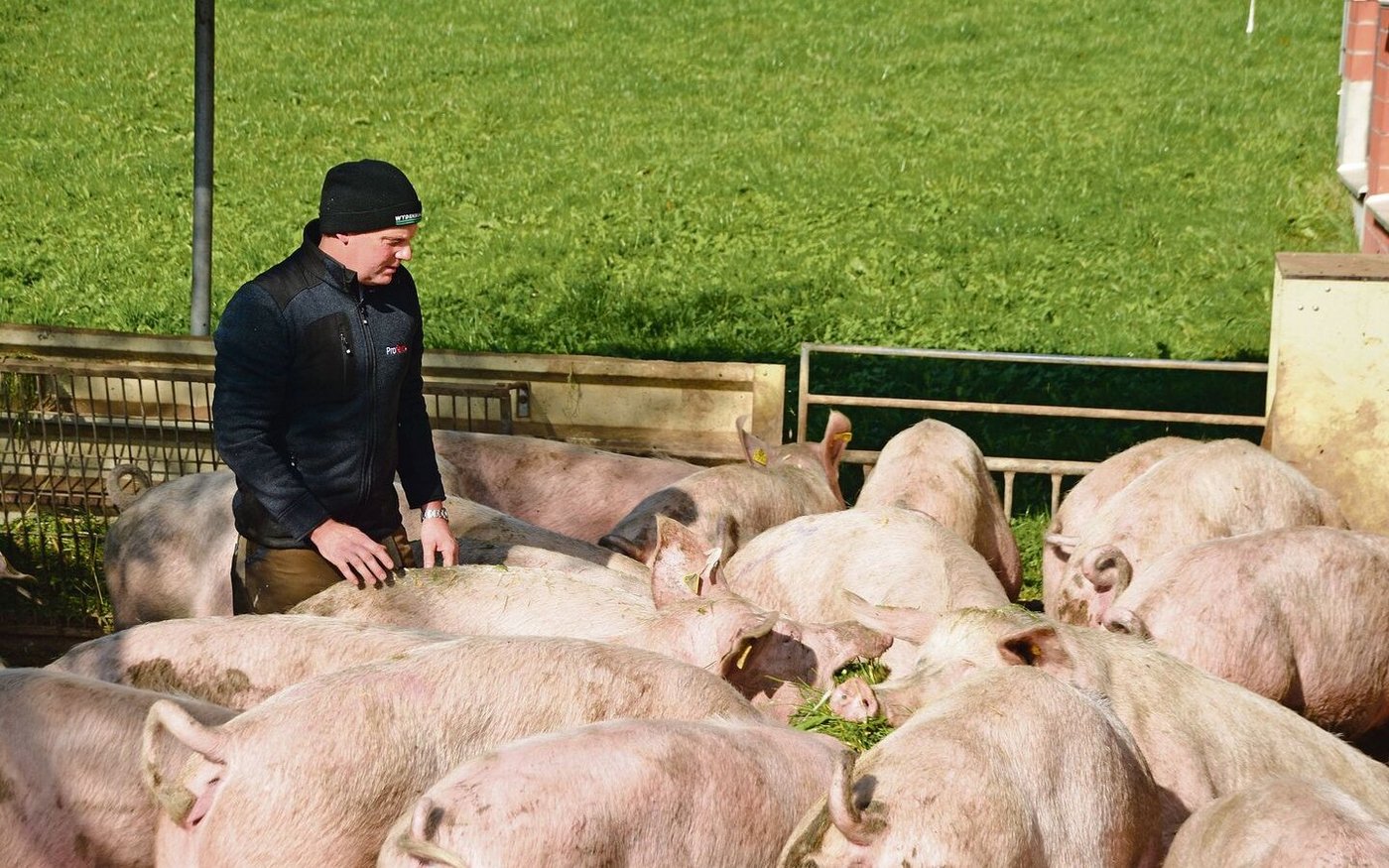 An der Herbstsonne: Zur Sättigung bekommen Grüters Galtsauen Raufutter.	