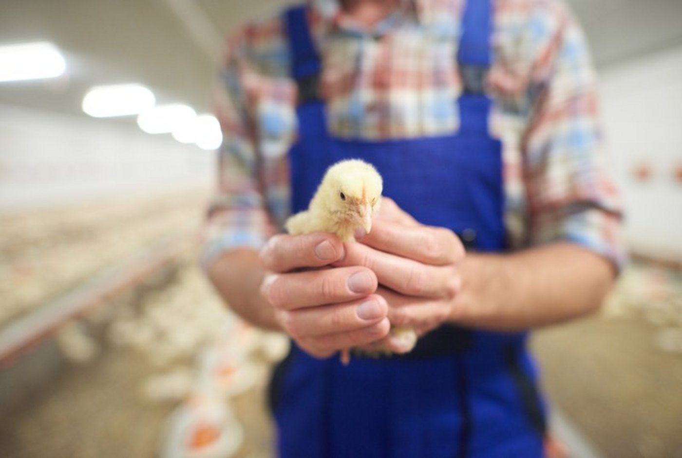 Bislang werden jährlich Millionen männliche Küken direkt nach dem Schlüpfen getötet, weil sich ihre Aufzucht nicht lohnt. (Bild Fotolia / Anna Bizon)