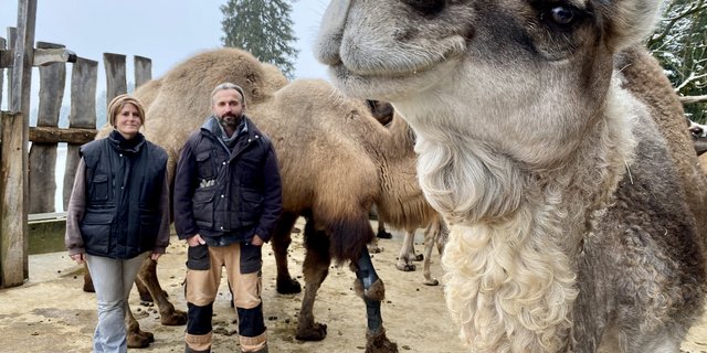 Auf dem Kamelhof von Karin Stiffler und Ulli Runge erhalten kranke und alte Kamele besondere Zuwendung. So z. B. Sambal (hinten), der aufgrund einer Gelenkarthrose eine Orthese benötigt. (Bilder Katrin Erfurt)