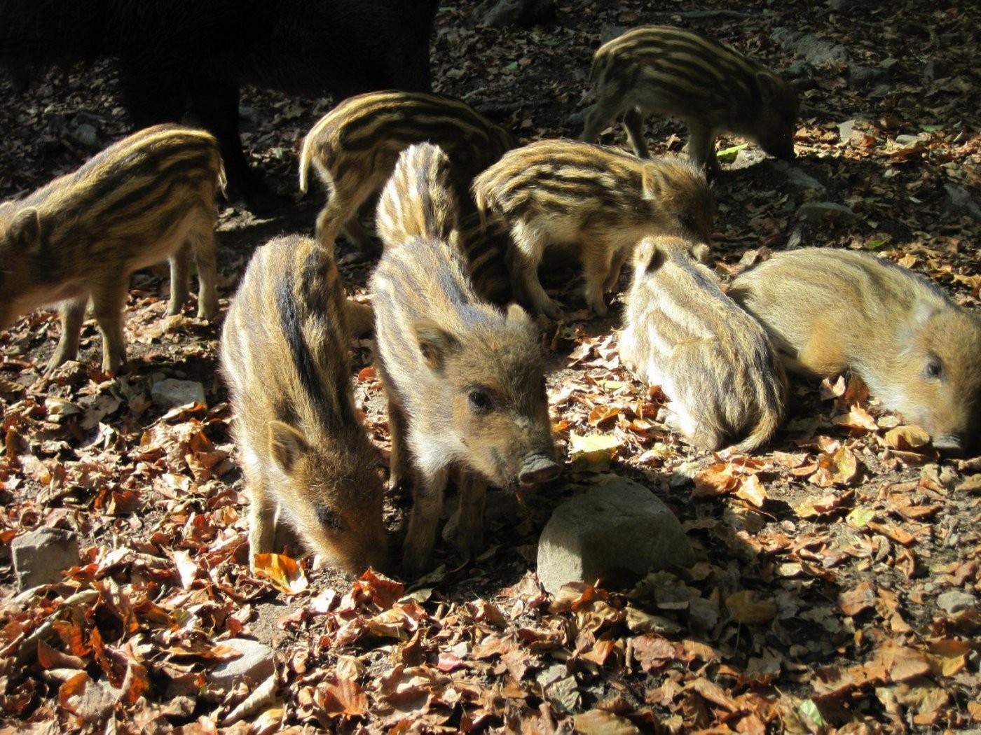 Der deutsche Bauernverband fordert ein, vorbeugend gegen die Pest auch Mutter-/ und Jungtiere zur Jagd freigeben zu dürfen. (Bild pxhere) 