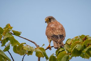 Turmfalken sind ein Beispiel dafür, dass landwirtschaftlicher Vogelschutz funktionieren kann. Seine Bestände haben sich in den letzten Jahren vergrössern können. (Bild Pixabay)