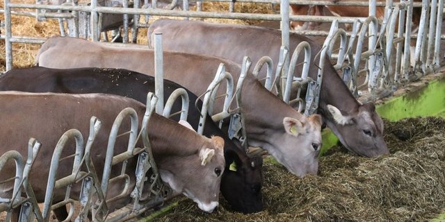 Unter anderem müsse die einheimische Produktion von Futtermitteln gestärkt werden. (Bild BauZ)
