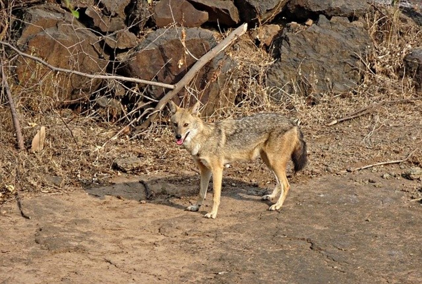 Goldschakale wandern zunehmend nach Mitteleuropa, einzelne Tiere haben auch schon die Schweiz erreicht. (Bild Pixabay) 