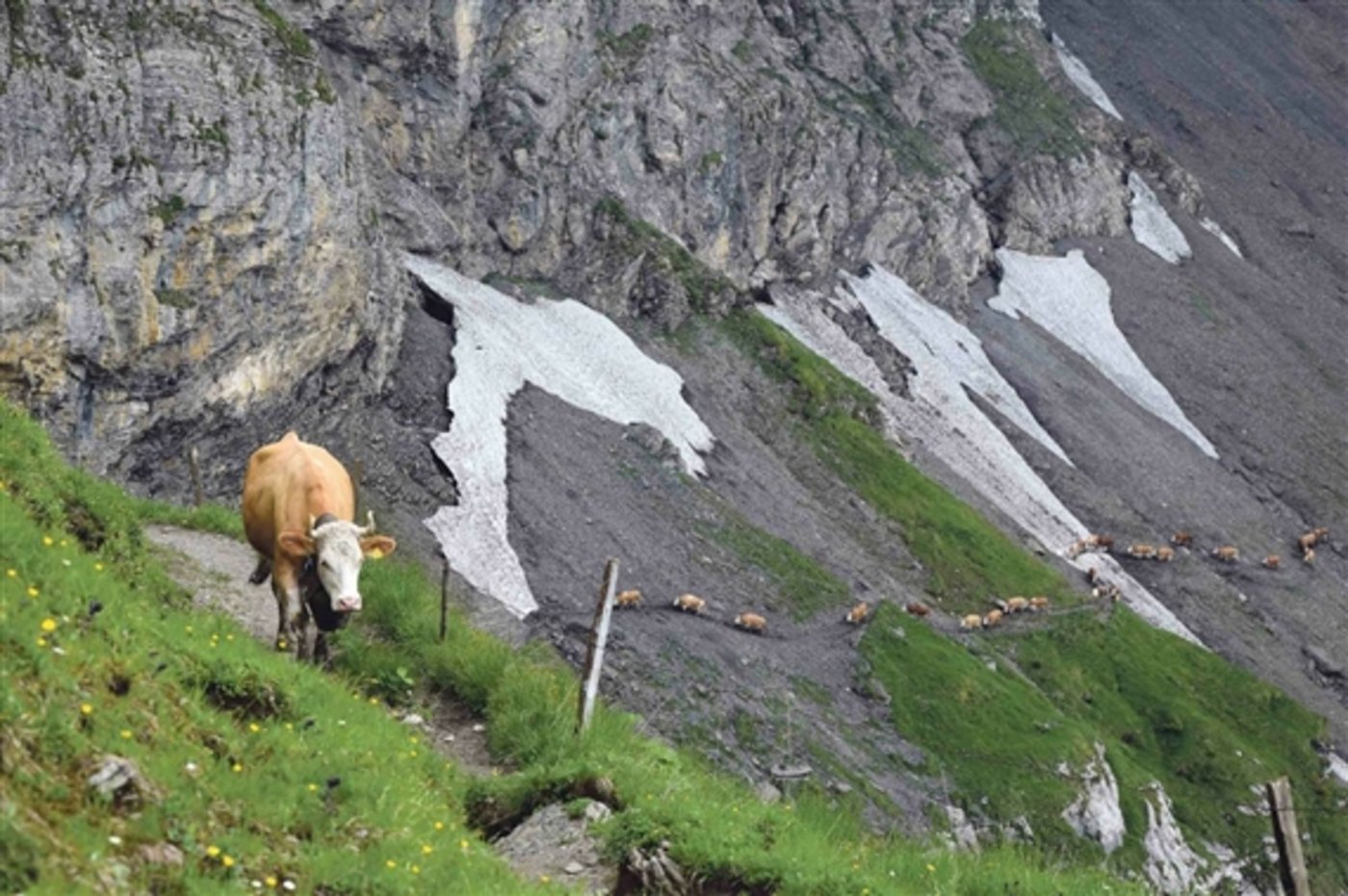 Ausdauer und Gelassenheit: Eigenschaften, wie sie diese  Kuh auf ihrem vierstündigen Marsch auf die Alp an den Tag legte, helfen auch im Umgang mit komplizierter Kundschaft. (Bild Peter Fankhauser)