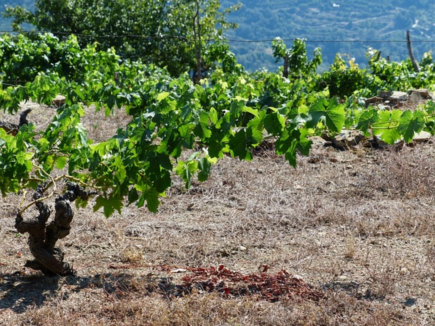 Gut war das Wetter für den Weinbau. (Symbolbild pixabay)