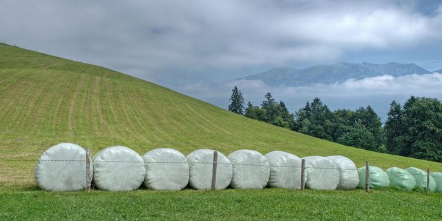 Die Folien von Siloballen werden immer noch selten recycelt. (Bild Hermann Limacher/landwirtschaft.ch) 