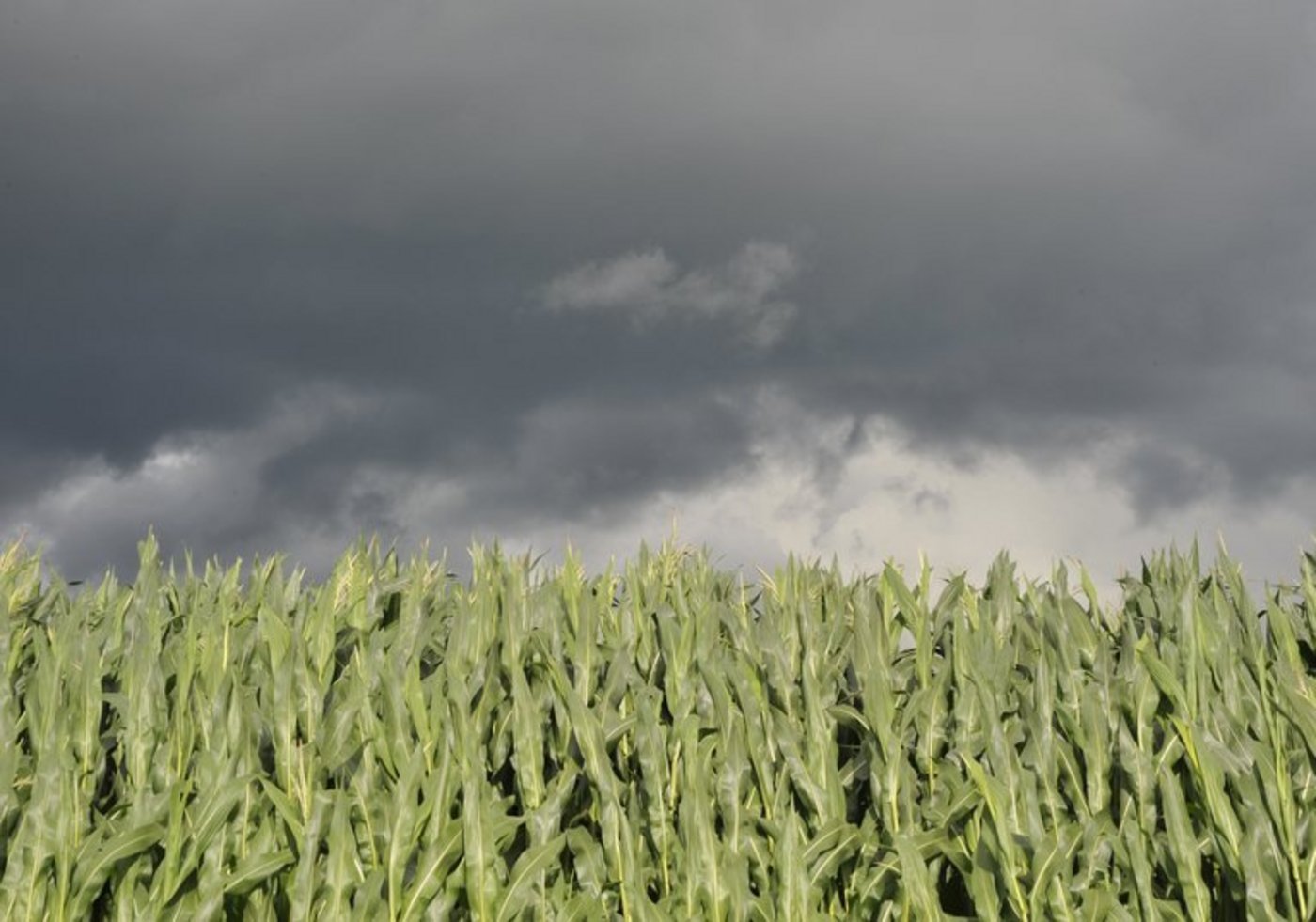 Extremwetterlagen werden immer mehr zunehmen. (Bild Joe Kaeser/ landwirtschaft.ch)