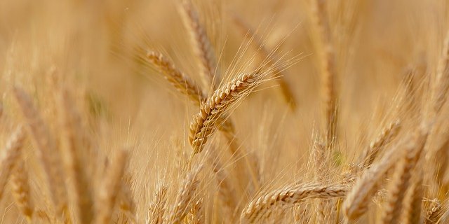 Die Erträge für Gerste werden voraussichtlich sieben Prozent höher liegen als 2018. (Bild Pixabay)