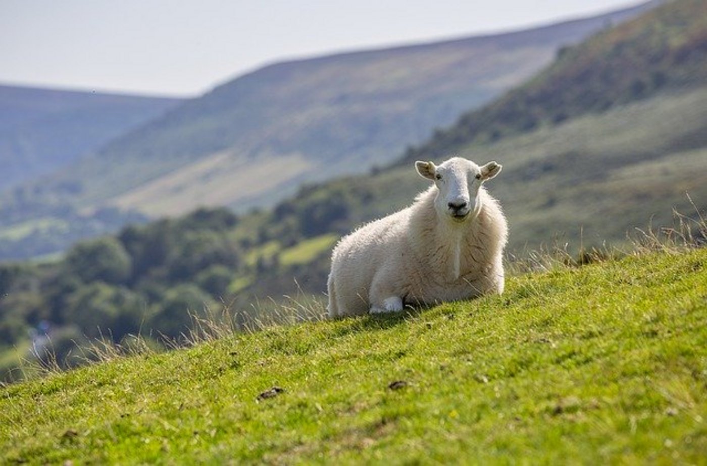 Die Kommission hat Zweifel, ob die Neuerungen mit der neuen TVD-Pflicht umgesetzt werden können. Für viele Tierhalter kämen sie zu schnell. (Bild Pixabay)