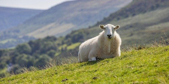 Die Kommission hat Zweifel, ob die Neuerungen mit der neuen TVD-Pflicht umgesetzt werden können. Für viele Tierhalter kämen sie zu schnell. (Bild Pixabay)