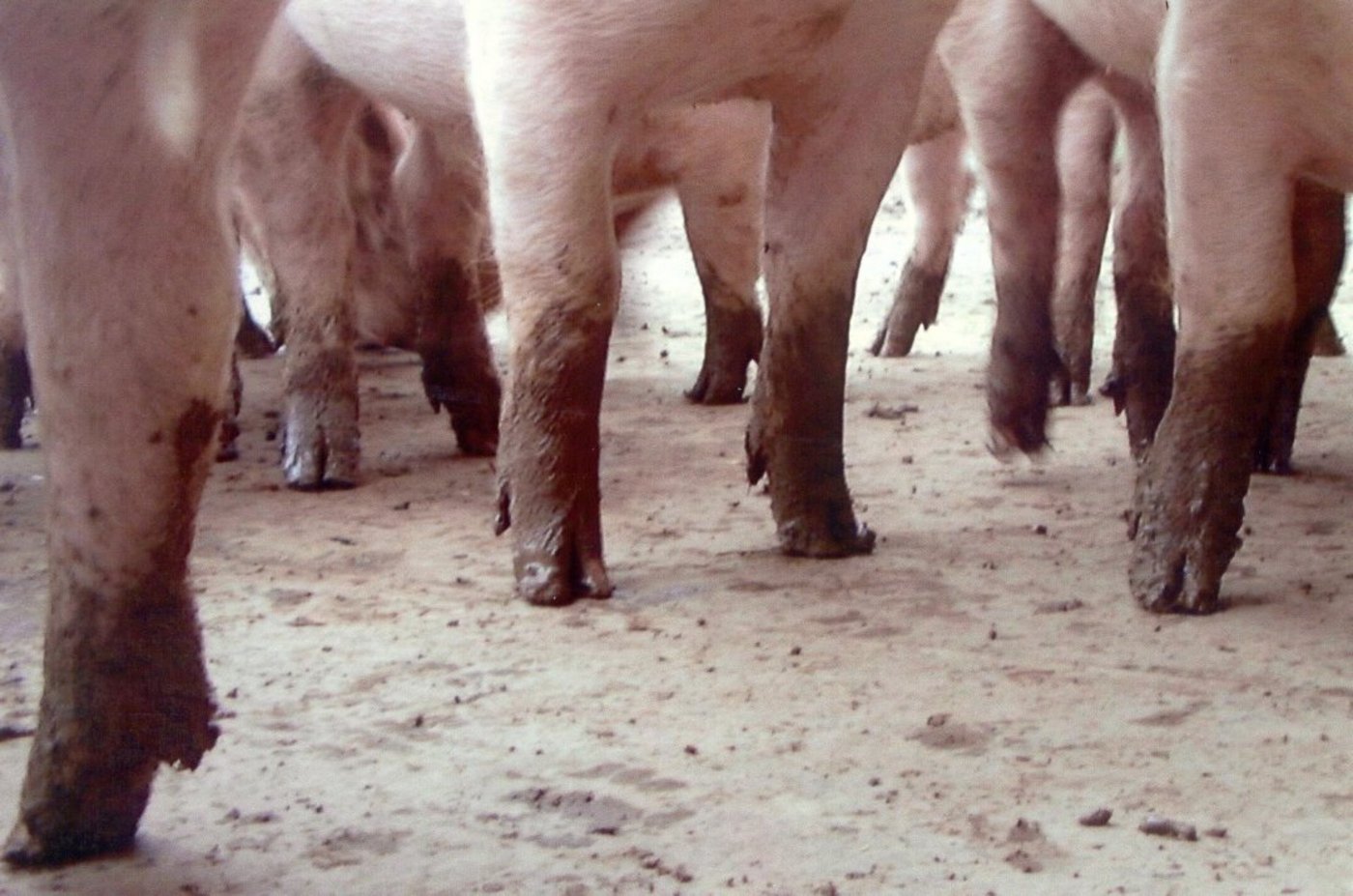 Durchschnittlich leben 645 Schweine auf einem bayerischen Betrieb. (Symbolbild BauZ)