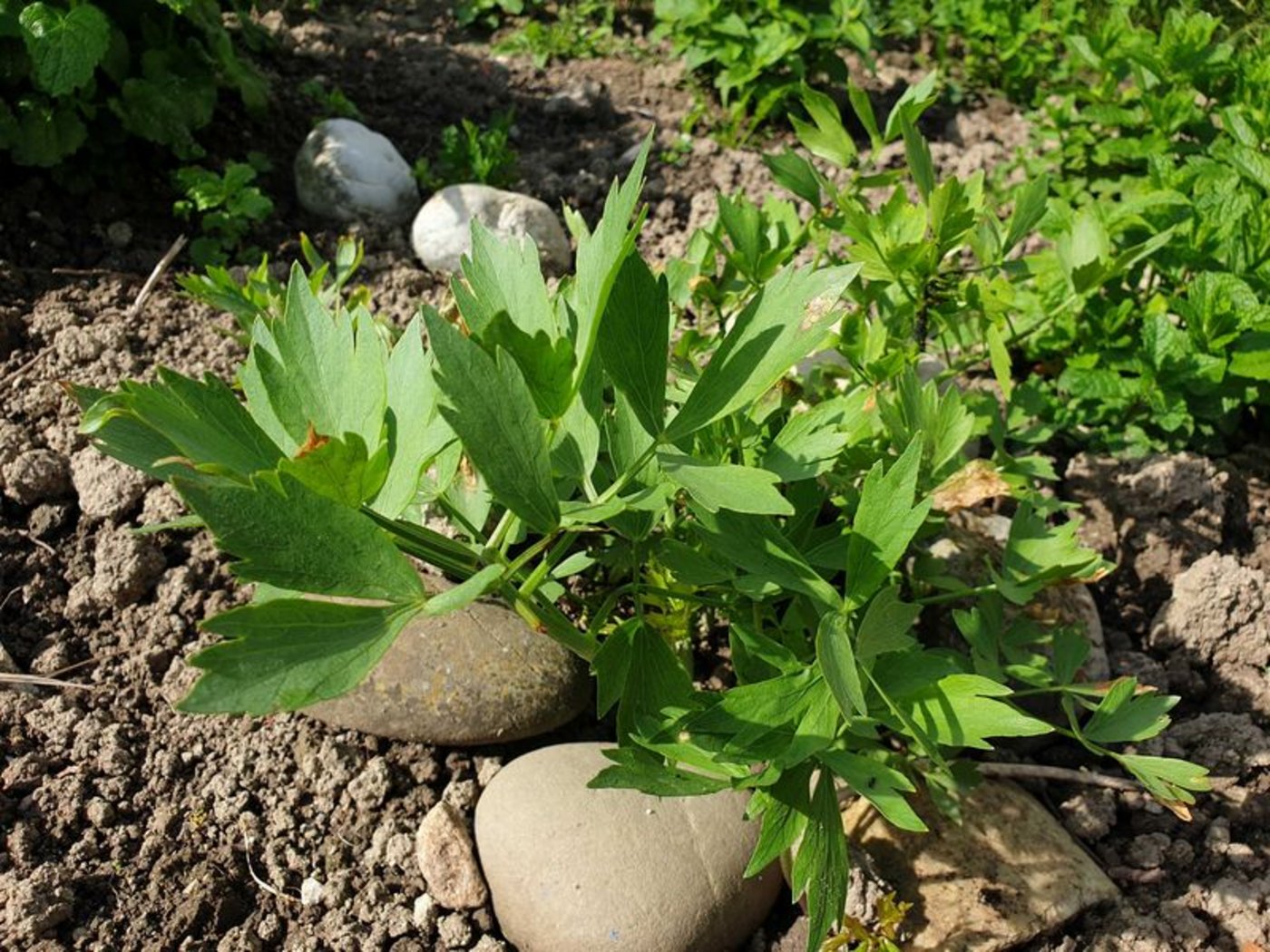 Liebstöckl wächst auch im eigenen Garten gut und benötigt nicht allzu viel Pflege. (Bild lid/ji) 
