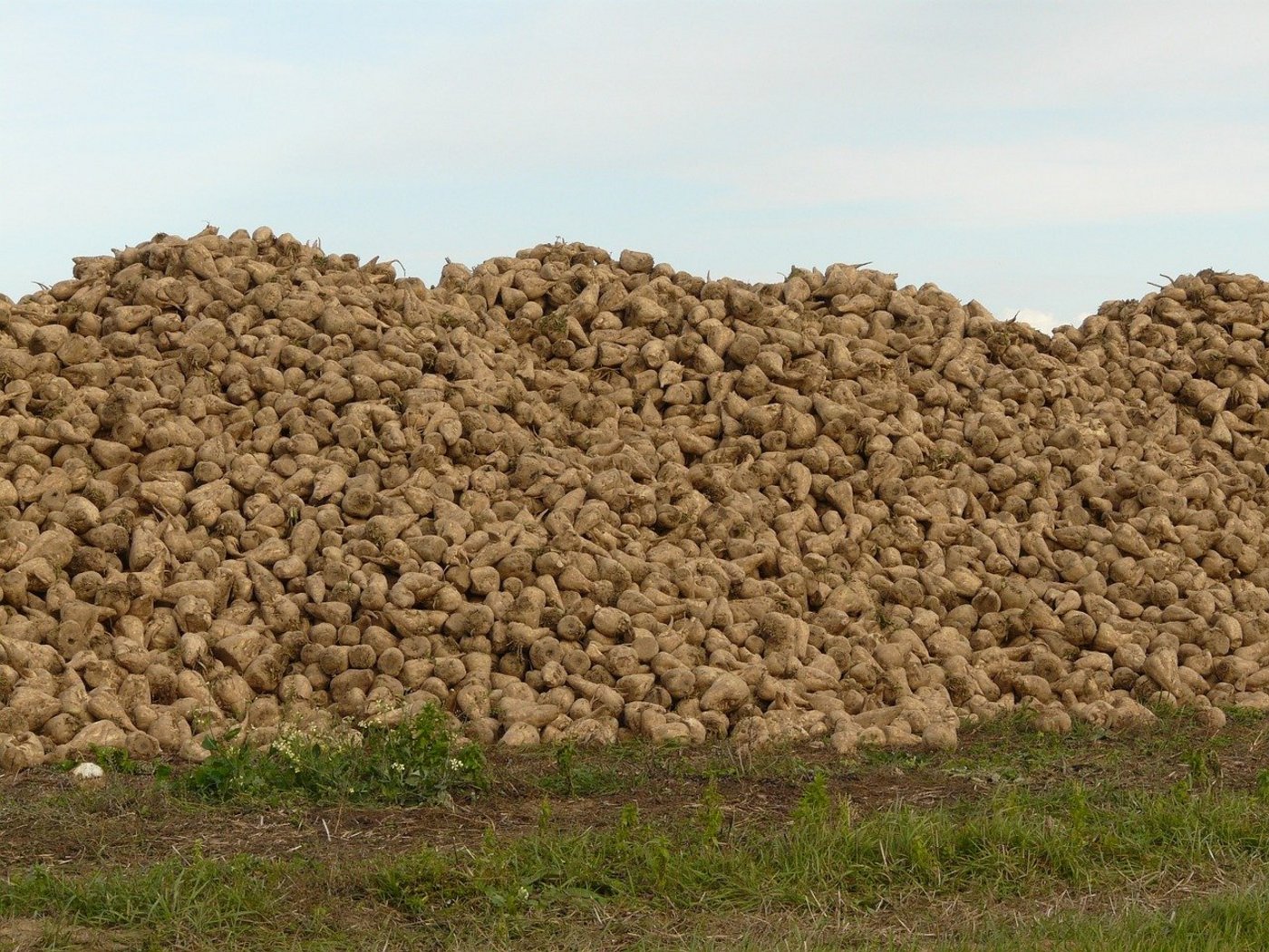 Zucker aus Schweizer Zuckerrüben gibt es bald auch mit dem Käfer drauf. (Bild Pixabay)