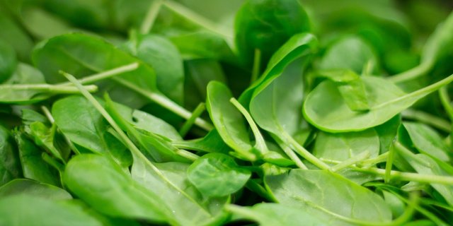 Junger Spinat ist eines der Produkte, das Nordic Harvest anpflanzen will. (Symbolbild Pixabay)