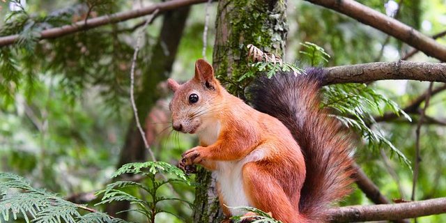 In Waldshut (D) wurden vier Eichhörnchen-Babys vor dem Tod gerettet. (Symbolbild Pixabay)