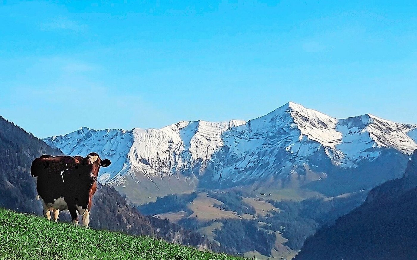 Ist der Hohgant im Frühling noch mit Schnee bedeckt, dürfen vis-à-vis auf der Sonnseite die Kühe von Fankhausers schon auf die Weide.  