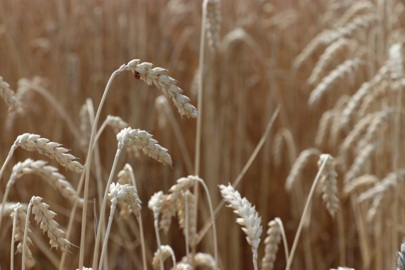 Dank der neuen Erkenntnisse könnten Sorten gezüchtet werden, die für Allergiker weniger problematisch sind. 