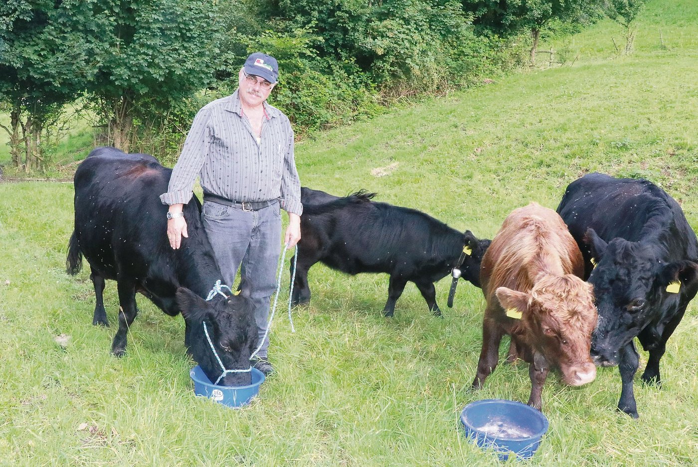 Martin Meyer mit der 19-jährigen Mette an der Halfter, ganz rechts die 17-jährige Bettina, dazwischen tummeln sich die 17. Kälber der beiden Dexterkühe. Sie haben die 18. Kälber im Bauch. (Bild Ruth Aerni)