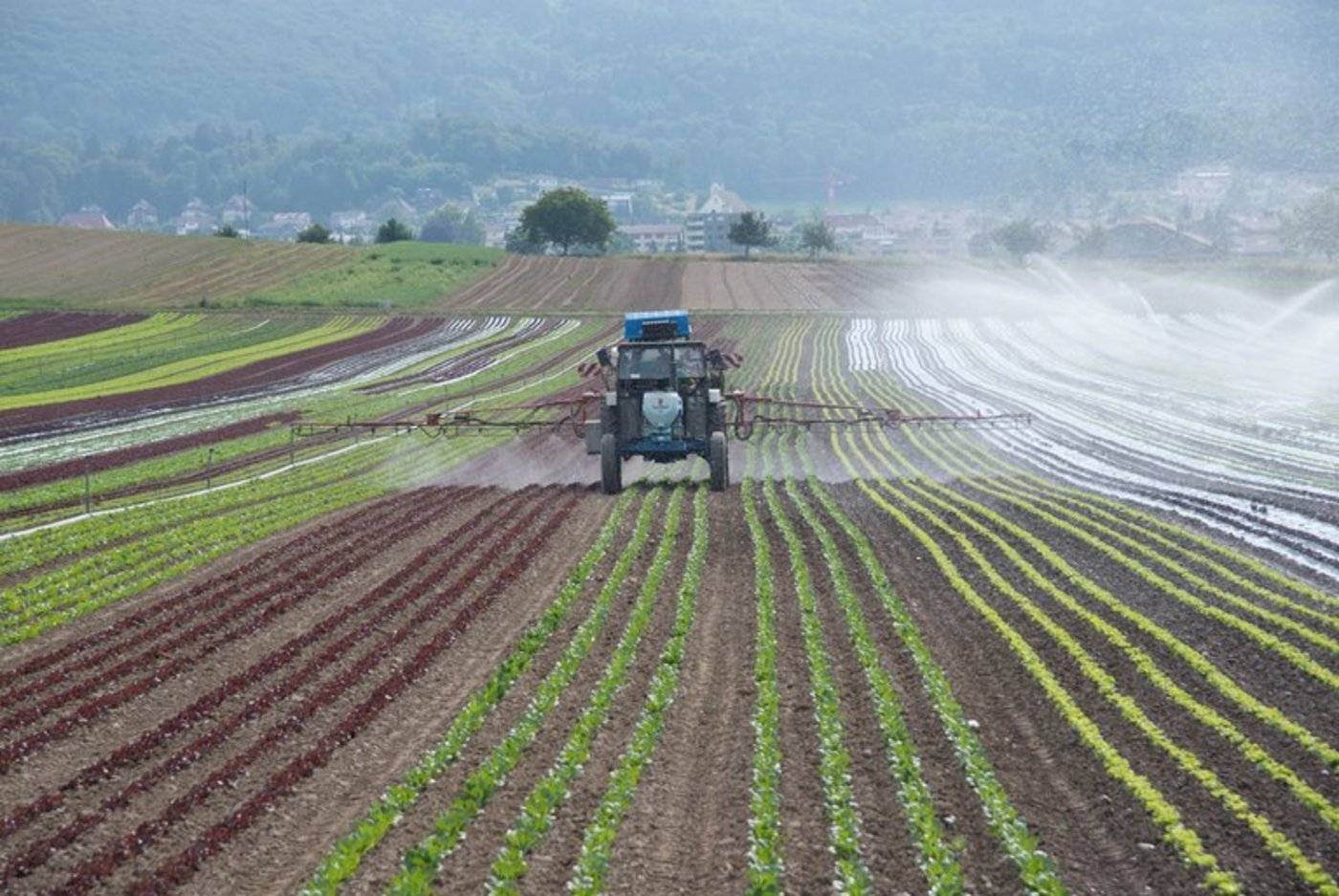 Seit den 70er-Jahren wird Chlorothalonil in der Landwirtschaft eingesetzt. Nun prüft der Bund ein Verbot des Pflanzenschutzmittels. (Symbolbild lid/ep)