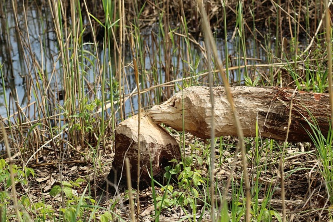 In Yverdon sind Bäume vor Biber-Attacken geschützt. (Symbolbild Pixabay)