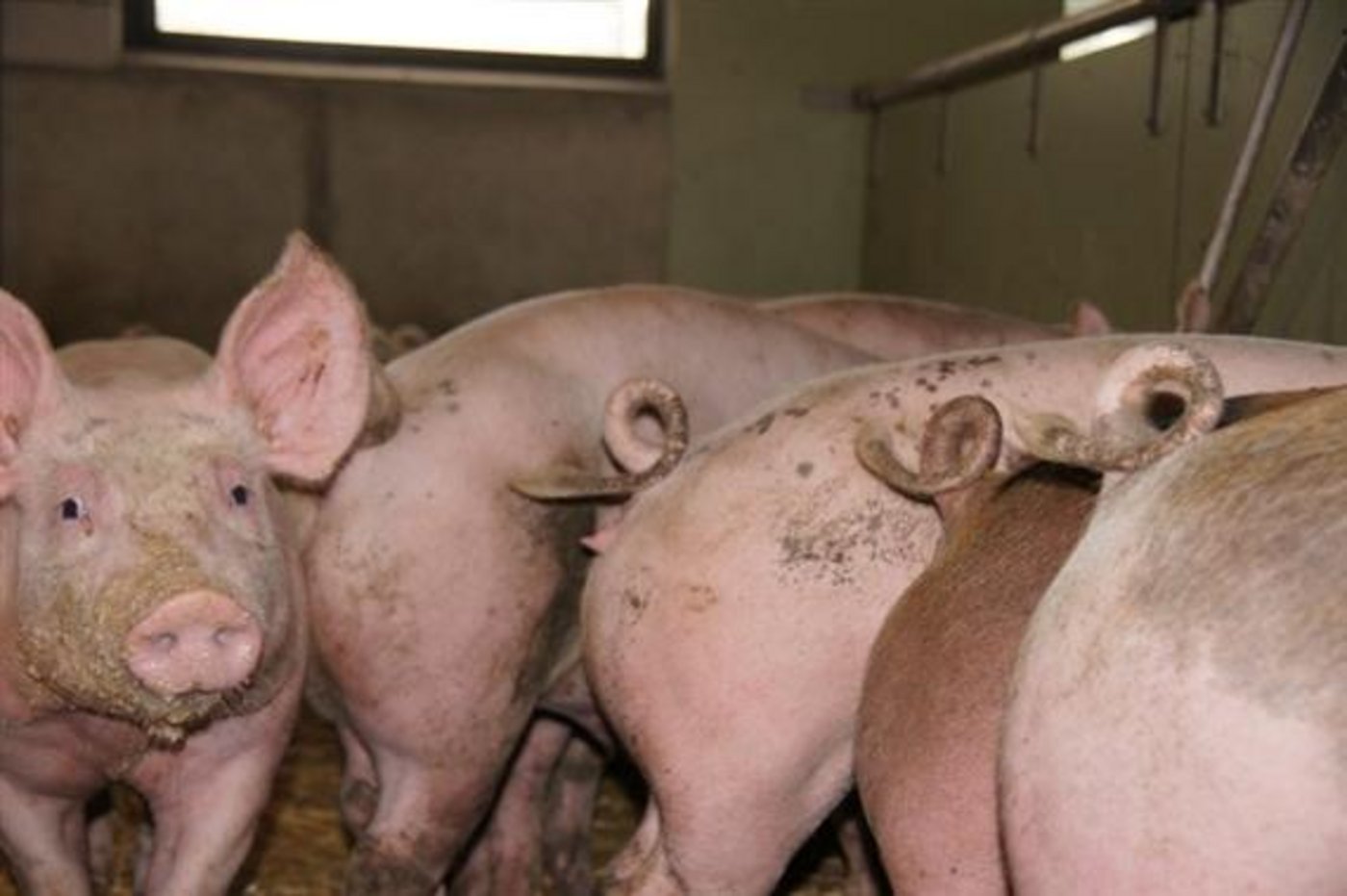 Die Schweinepreise sind unter Druck. (Bild zVg)