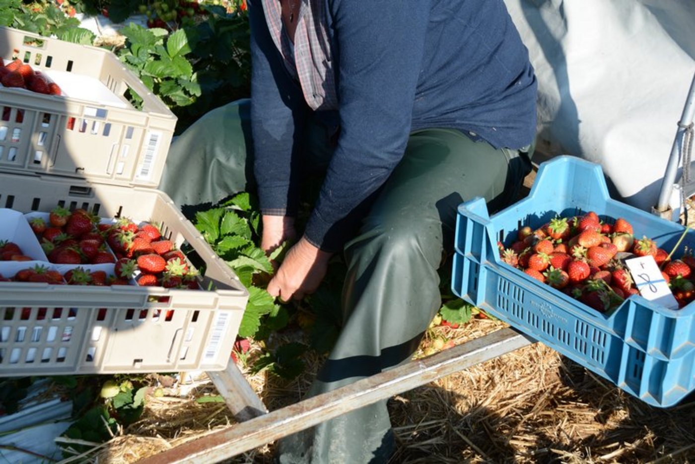 Damit es in der Landwirtschaft genügend Arbeitskräfte, z. B. für die Erdbeerernte, hat, braucht es Massnahmen. (Bild BauZ)
