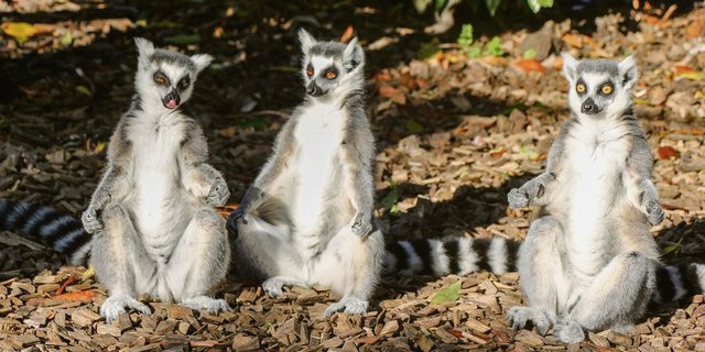 Die Kattas im Bioparc Genf baden gerne in der Sonne und schätzen Substrat, das Wärme abstrahlt.