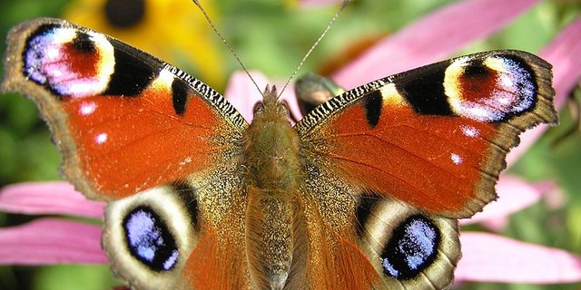 Schmetterlinge sind zwischen 2003 und 2010 ganze 38 Meter in die Höhe «gewandert». (Bild: Beentree)