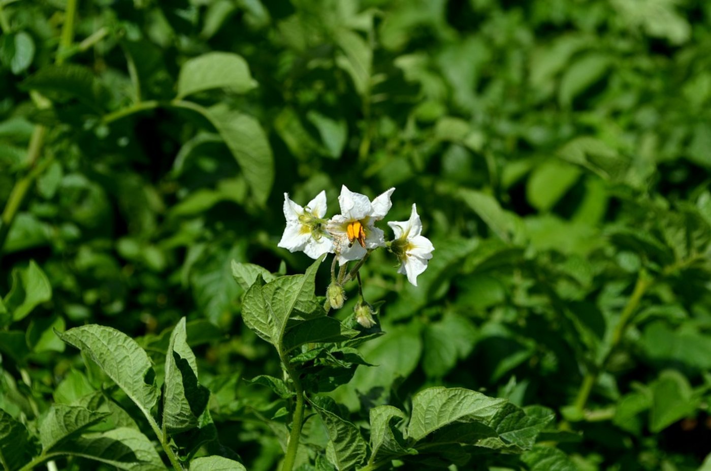 Die deutsche Kartoffelanbaufläche wurde gegenüber dem Vorjahr ausgeweitet. (Bild Pixabay)